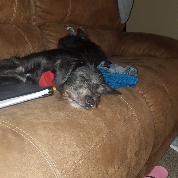 Meet your Posher, Brandy - Picture 1 of 1